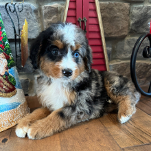 Bernedoodle puppy for sale Tabby, dog for sale