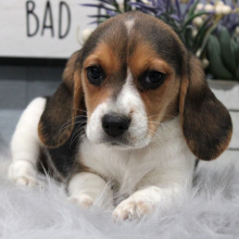Beagle puppy for sale Stevie, dog for sale