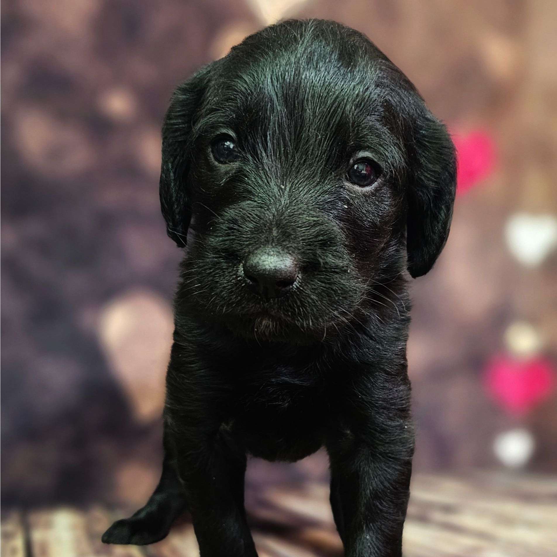 Minnie a Black Female Labradoodle Puppy 755164 PuppySpot