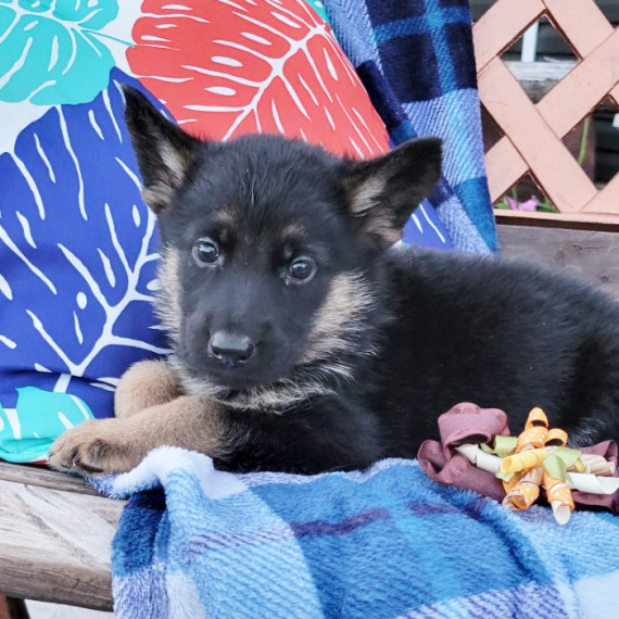 Tippy, a Black & Tan Male German Shepherd Dog Puppy 771444 PuppySpot