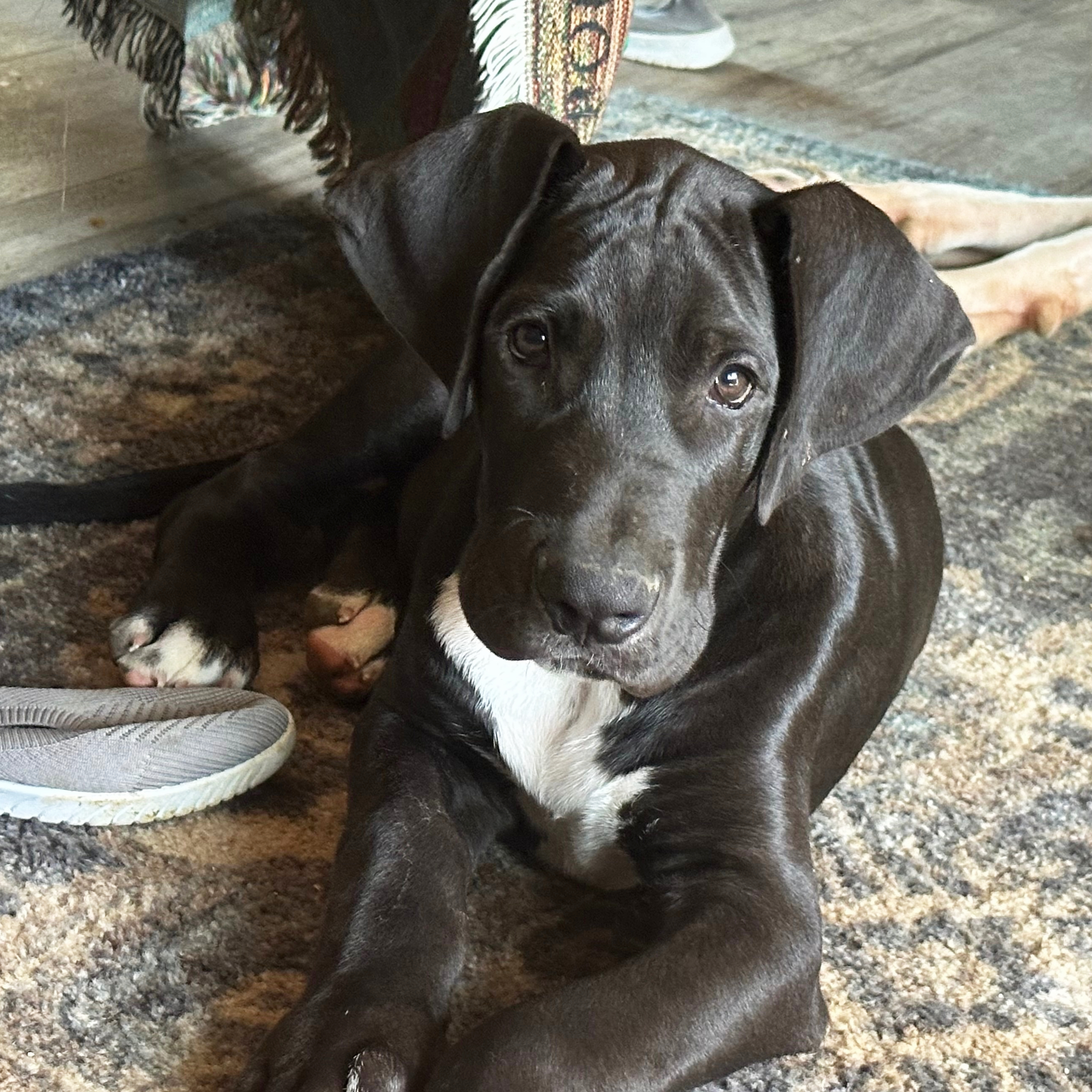 Inland Empire Craigslist Great Dane Puppies Inland Empire