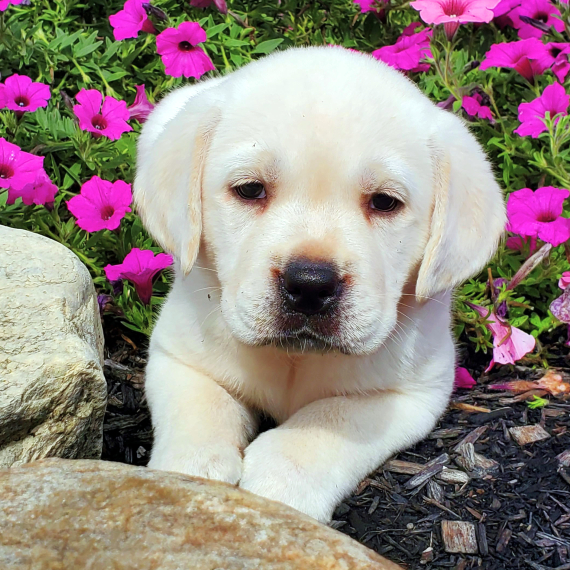 Princess, a English Cream Female Labrador Retriever Puppy 774254