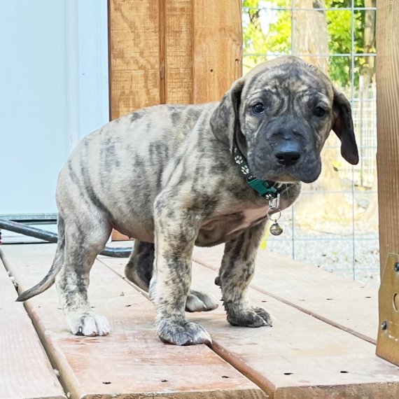 Forest Green, a Brindle Female Great Dane Puppy 775094 PuppySpot