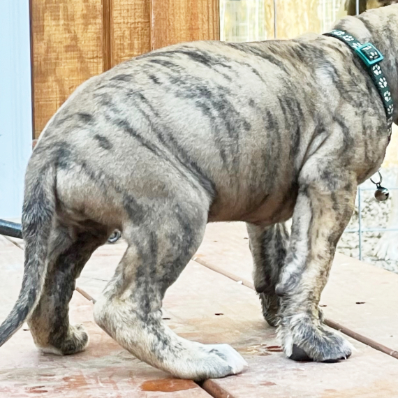 Forest Green, a Brindle Female Great Dane Puppy 775094 PuppySpot