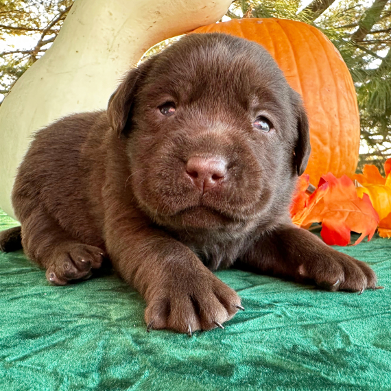 Dawn, a Chocolate Female Labrador Retriever Puppy 776164 PuppySpot