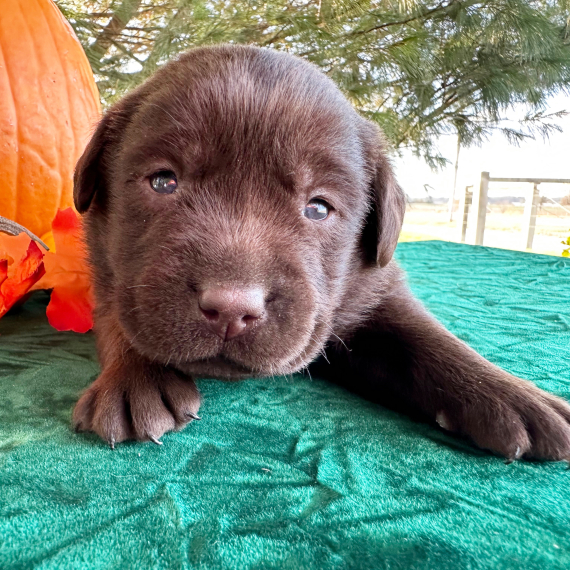Dawn, a Chocolate Female Labrador Retriever Puppy 776164 PuppySpot