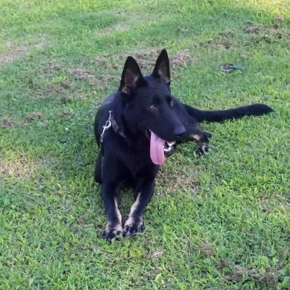 German Shepherd Dog