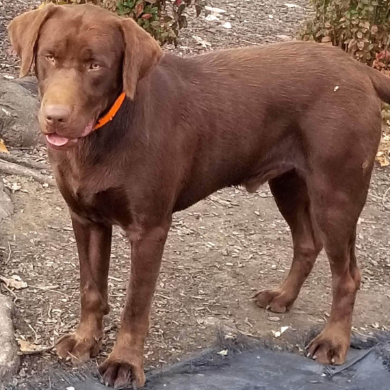 Labrador Retriever