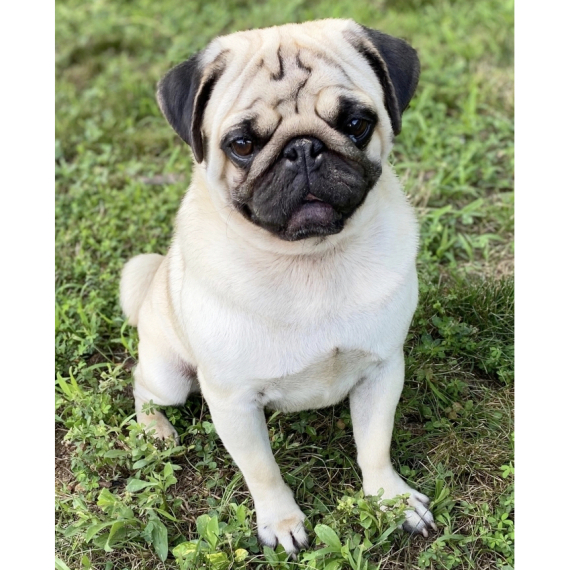 Pug