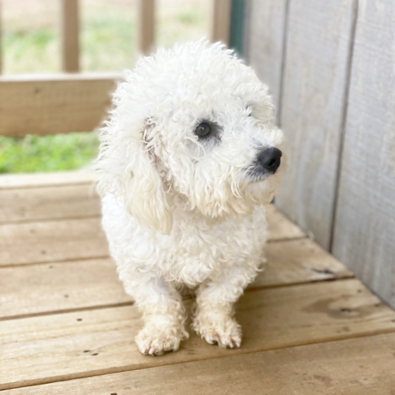 Bichon Frise