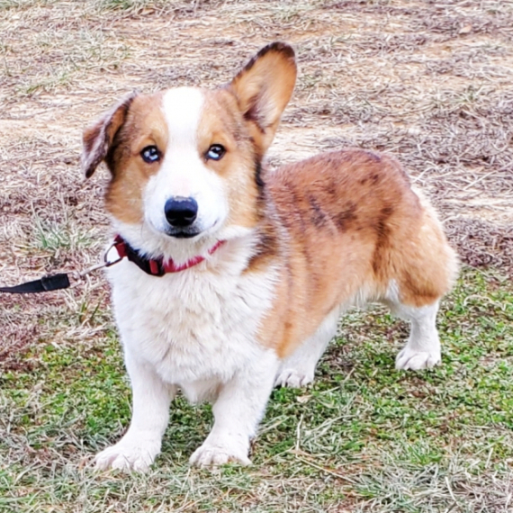 Pembroke Welsh Corgi