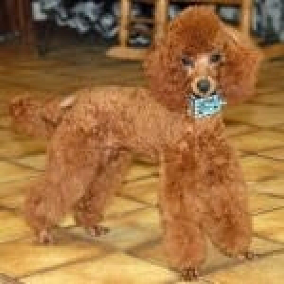 Poodle