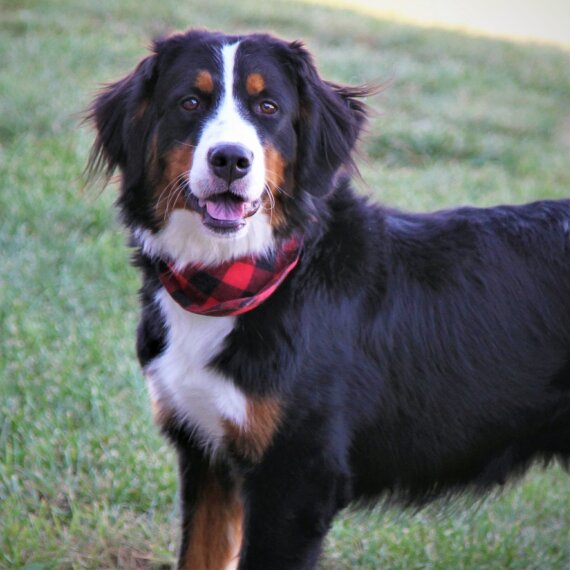 Bernese Mountain Dog
