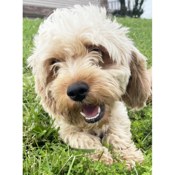 Cavapoo