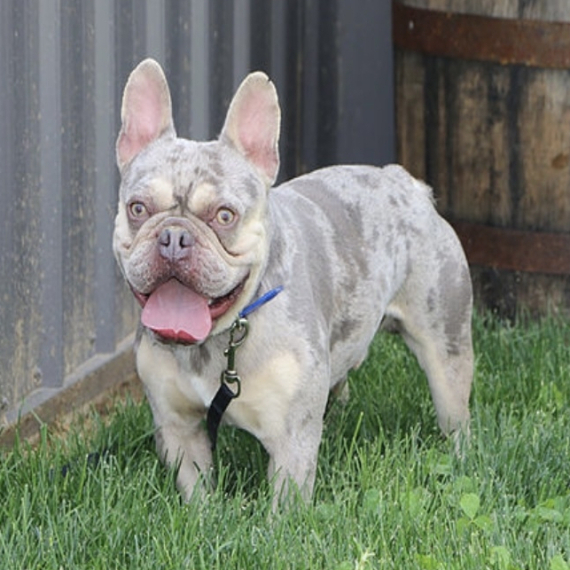 French Bulldog