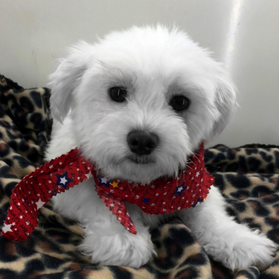 Maltese