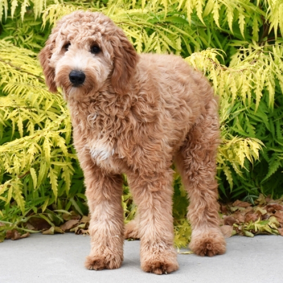Goldendoodle