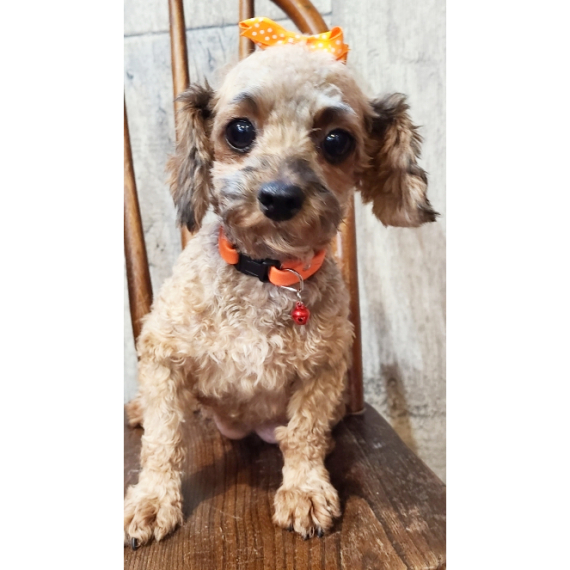 Gator, a Apricot & White Male Maltipoo Puppy 800153 | PuppySpot