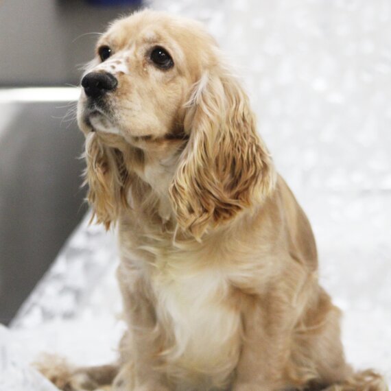Cocker Spaniel