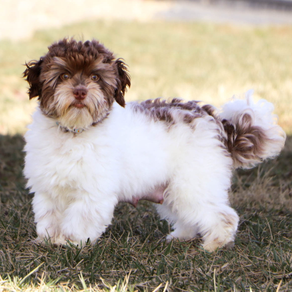 Havanese