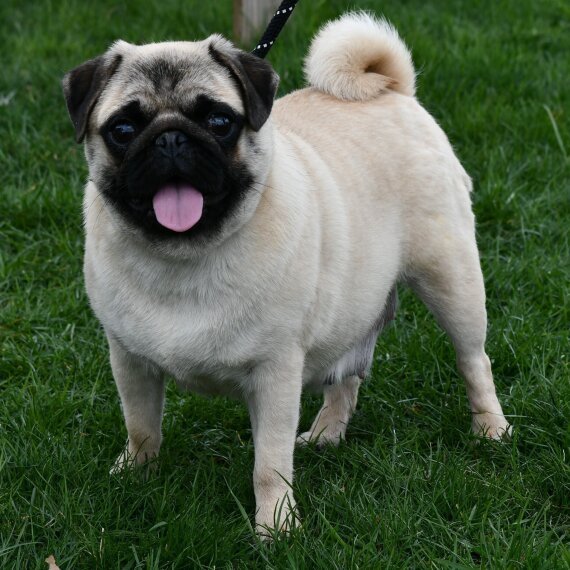 Pug