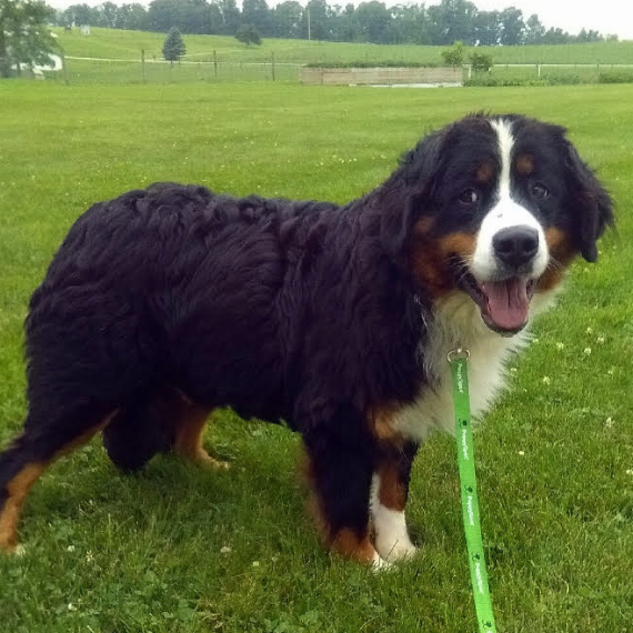 Bernese Mountain Dog