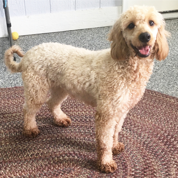 Goldendoodle