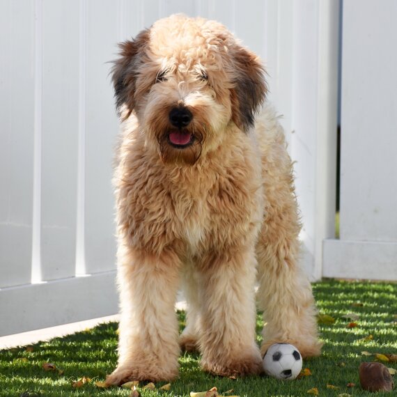 Whoodle