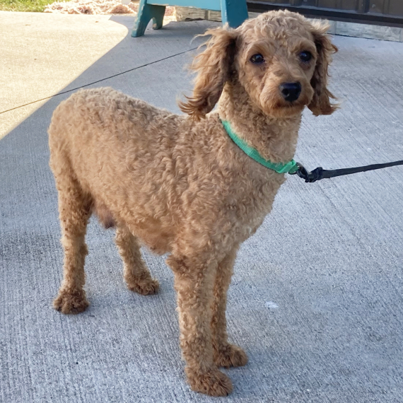 Poodle