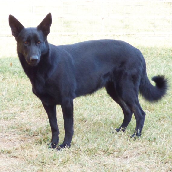 German Shepherd Dog