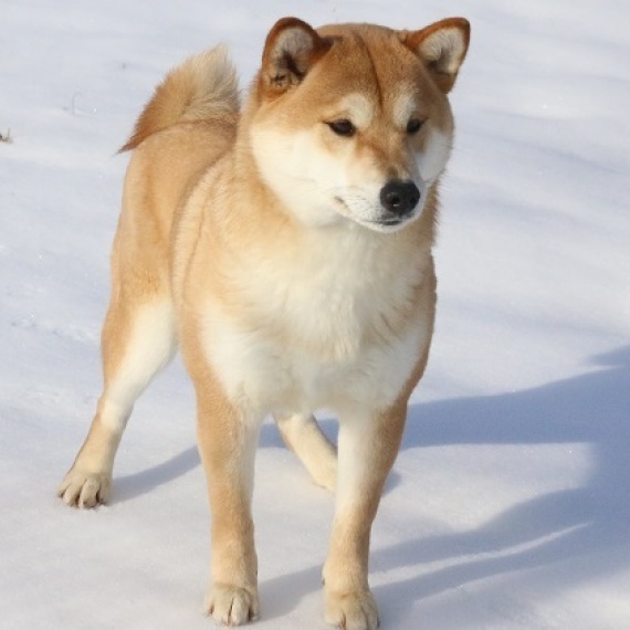 Shiba Inu