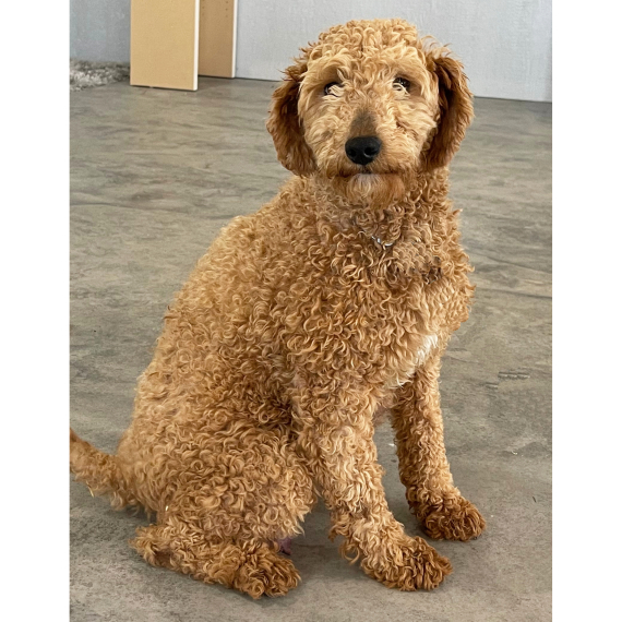 Goldendoodle