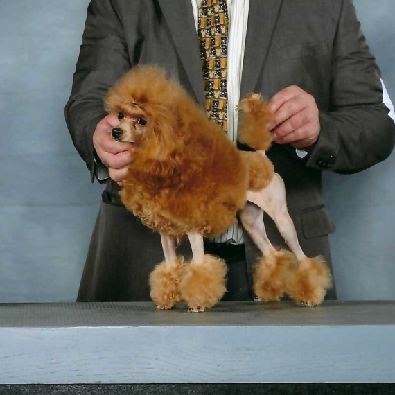 Poodle