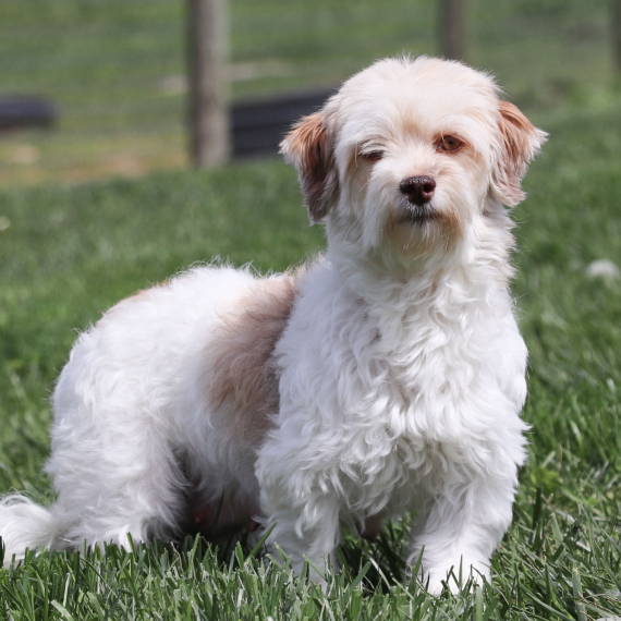 Havanese