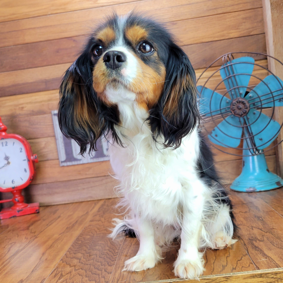 Cavalier King Charles Spaniel