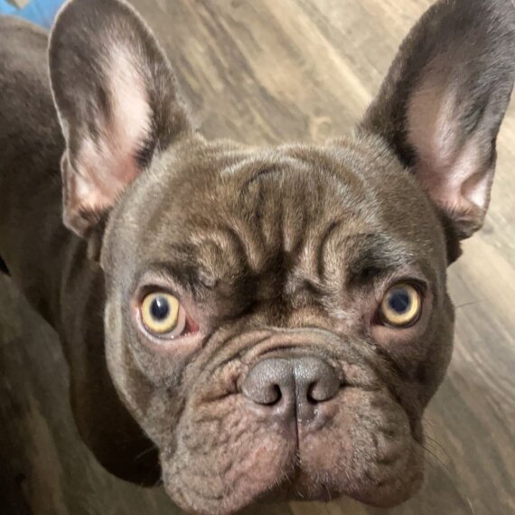 French Bulldog