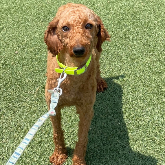 Poodle