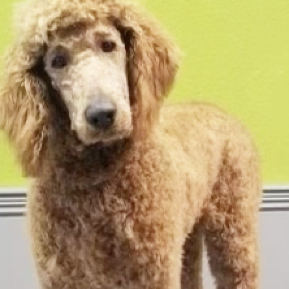 Poodle