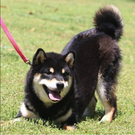 Shiba Inu