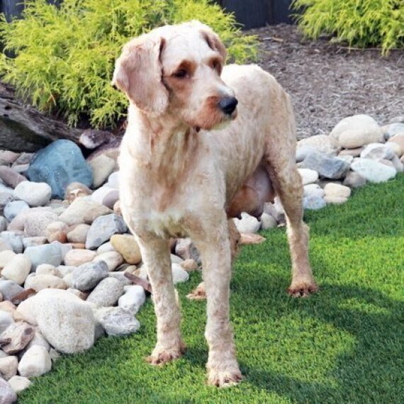 Goldendoodle