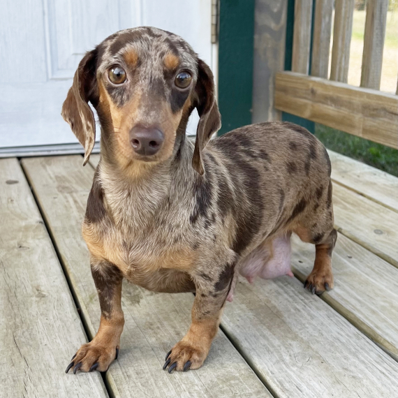 Dachshund