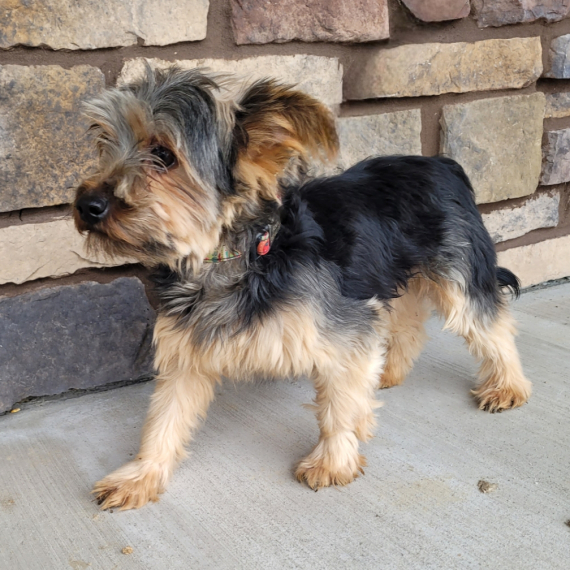 Yorkshire Terrier