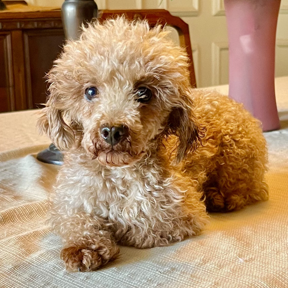 Poodle
