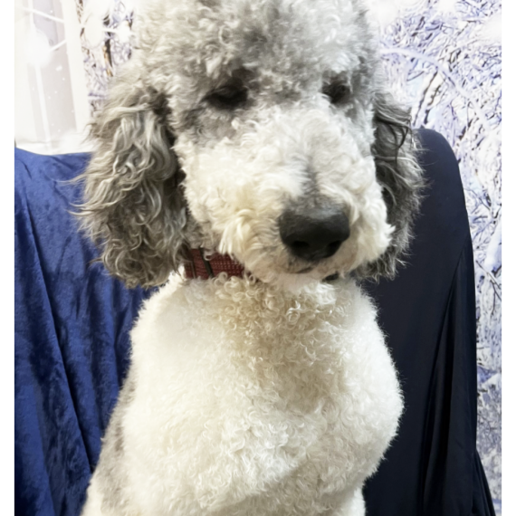Poodle