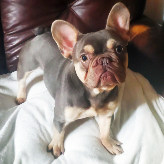French Bulldog