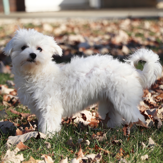 Maltese