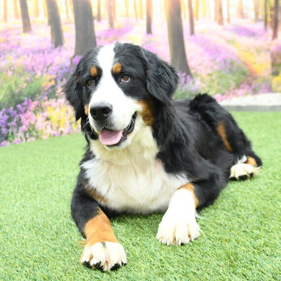 Bernese Mountain Dog