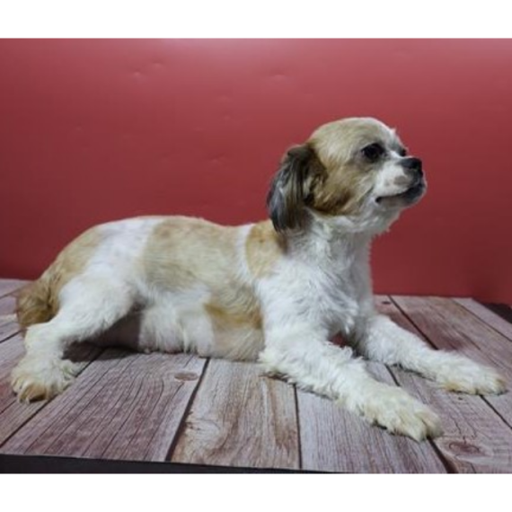 Shih Tzu