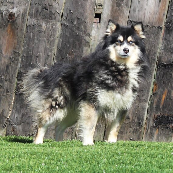 Pomsky