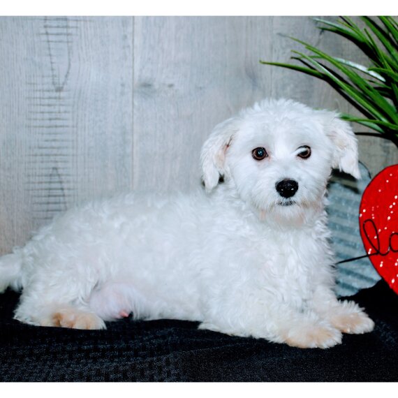 Maltese